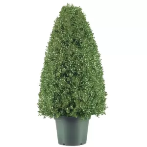 National Tree Company 30 in. Boxwood Artificial Tree in Dark Green Round Plastic Urn